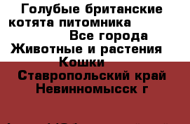 Голубые британские котята питомника Silvery Snow. - Все города Животные и растения » Кошки   . Ставропольский край,Невинномысск г.